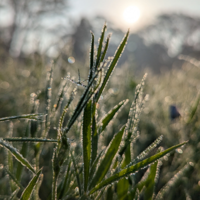winter-frost