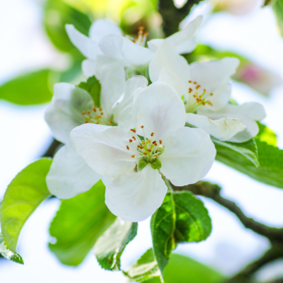 Spring-Blossoms